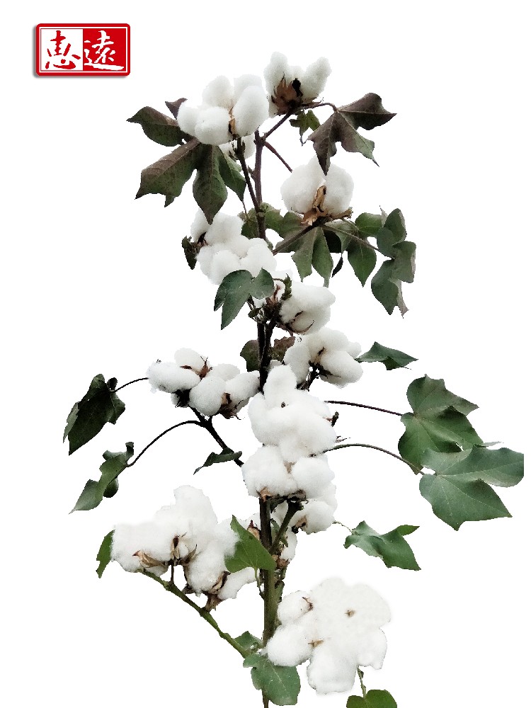 中生棉16号（惠远10号）