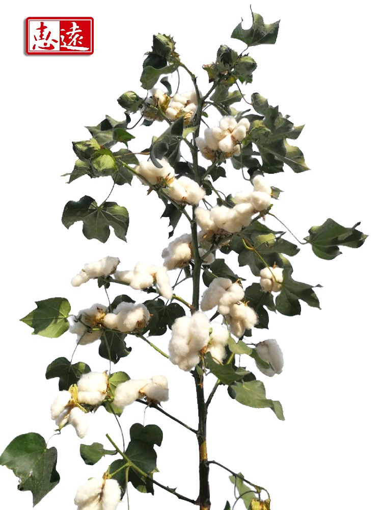 惠远722（惠远5号）