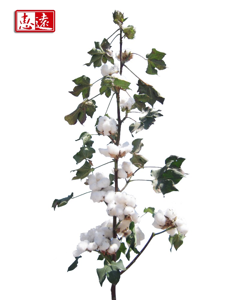 金垦1775（惠远8号）